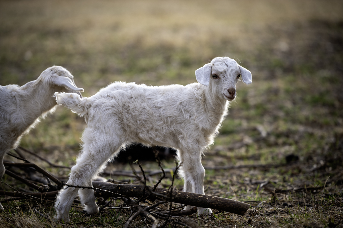 Enviro Graze – Vegetation Management